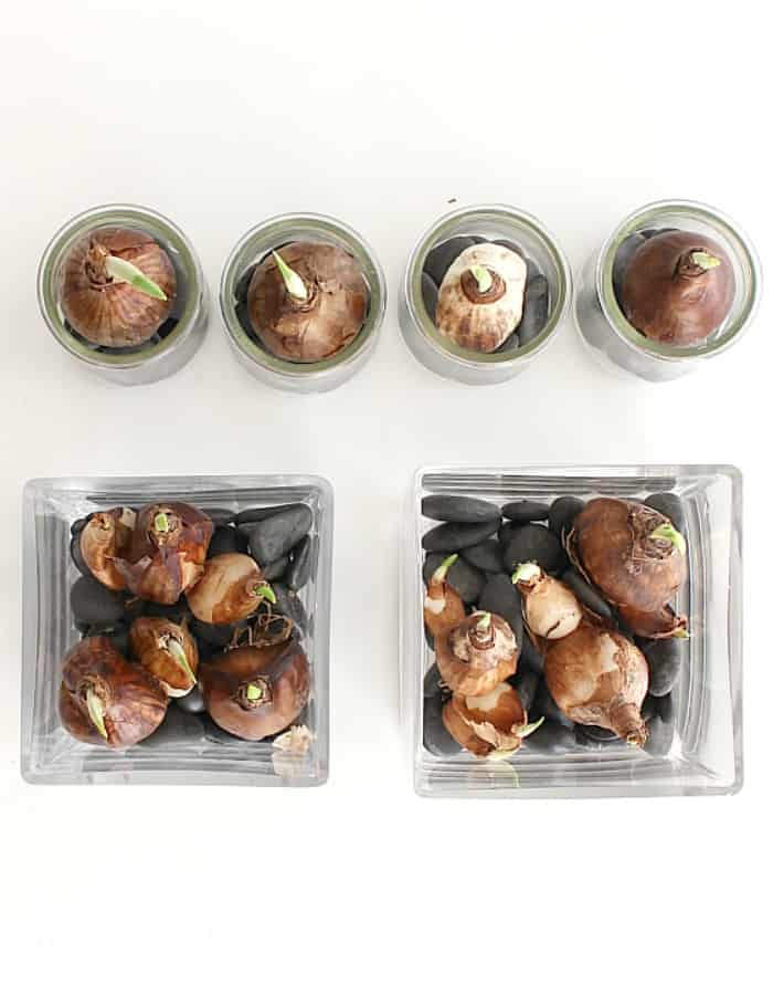 How To Grow Paperwhites Thistle Key Lane