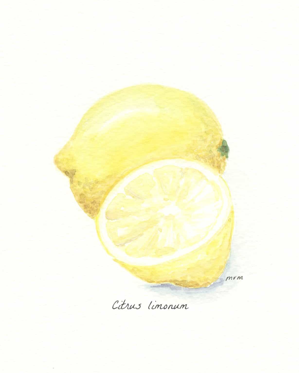 Summer Lemon Tablescape And A Free Printable - Thistle Key Lane