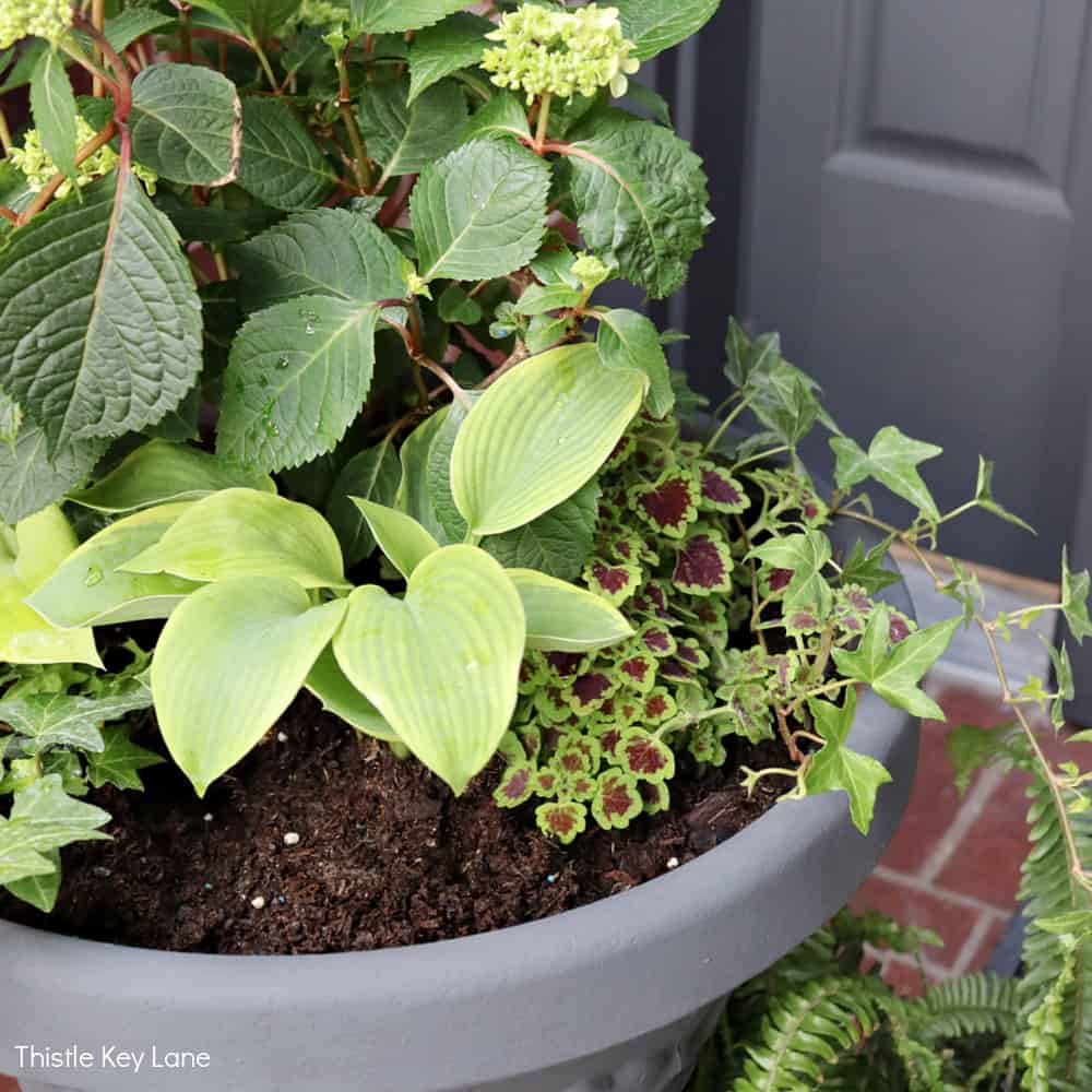 Updating A Porch Planter For Spring