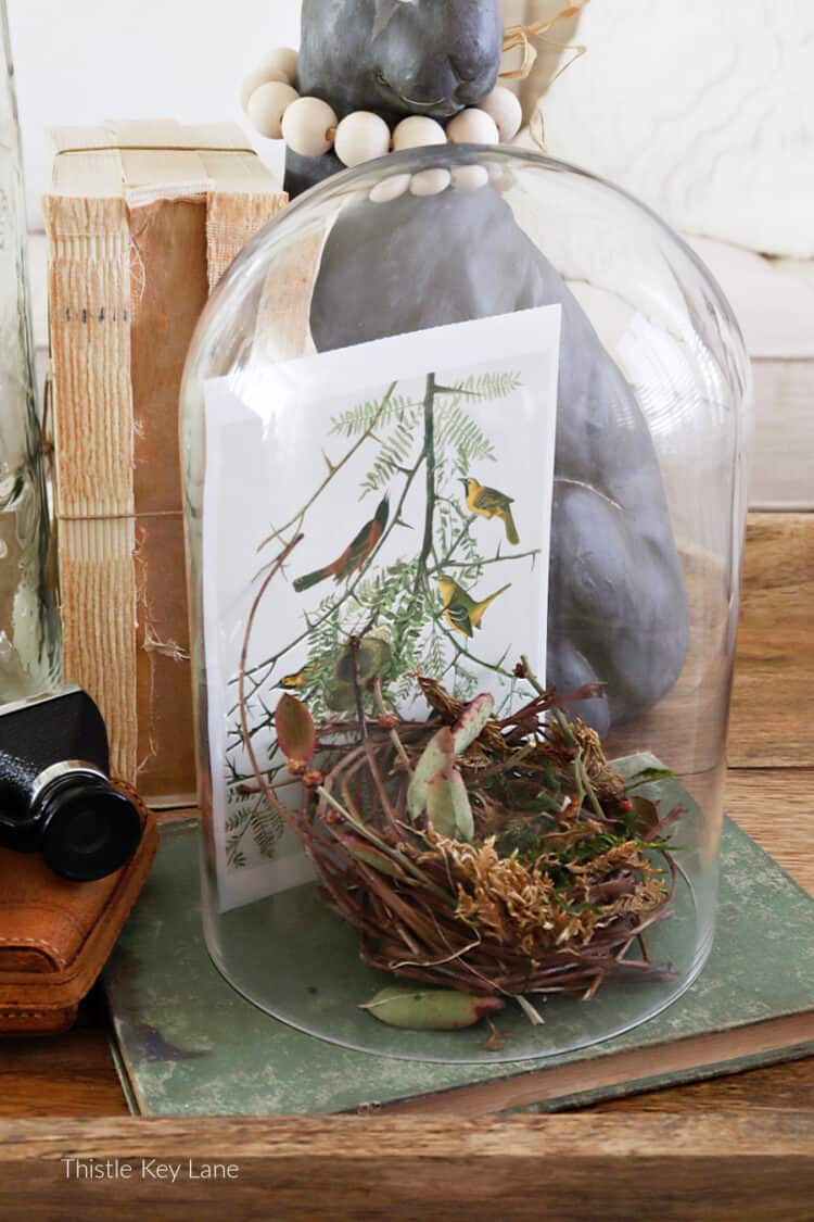 Bird nest in a cloche, Audubon post card. Three Spring Ottoman Or Coffee Table Vignettes.