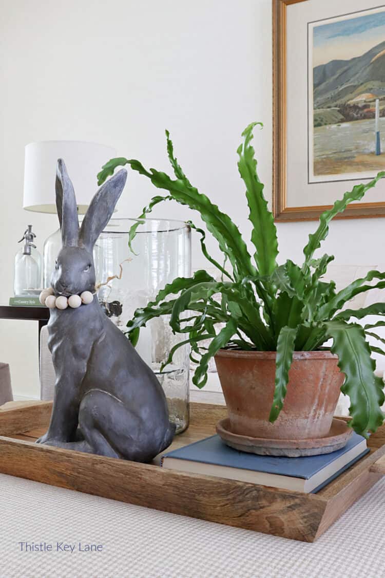 Bird nest fern in a terra cotta pot and a rabbit.