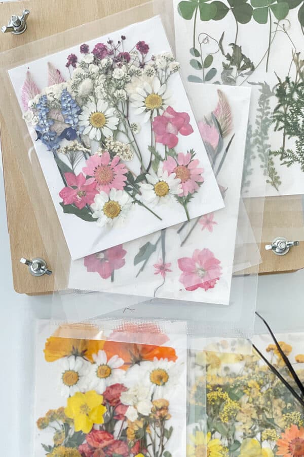 How To Create Art With Pressed Flowers - Thistle Key Lane