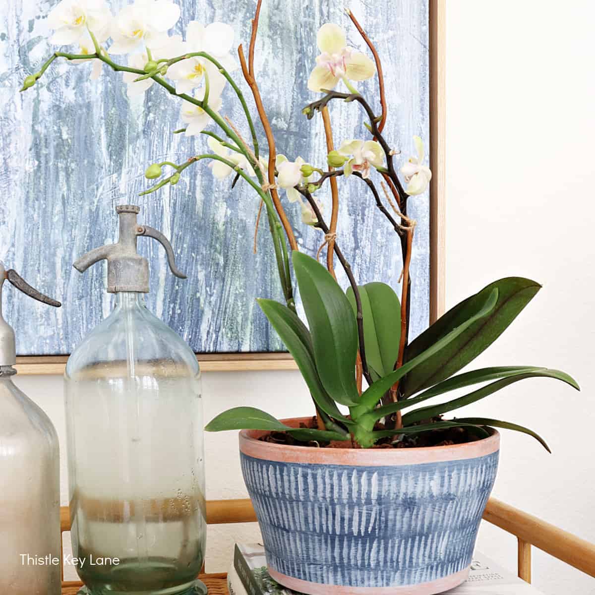 How To Repot Orchids