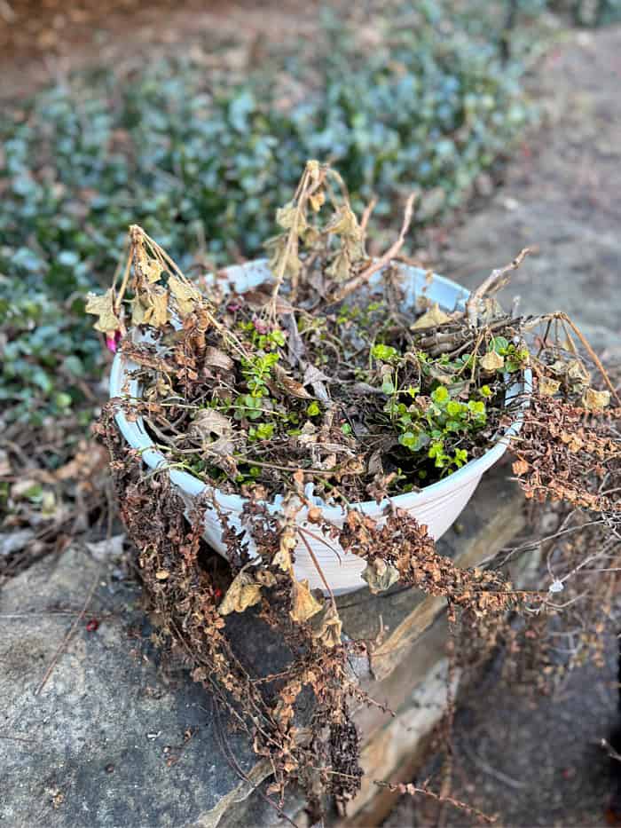 Flower pot before cleaning out dead leaves.