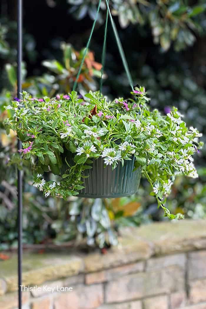 Flowering hanging pot.