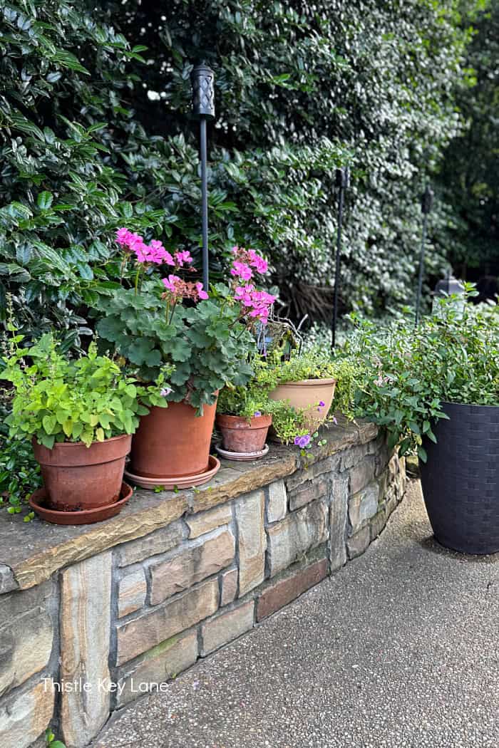 Geraniums in a pot. Breezy Summer Patio Tour.