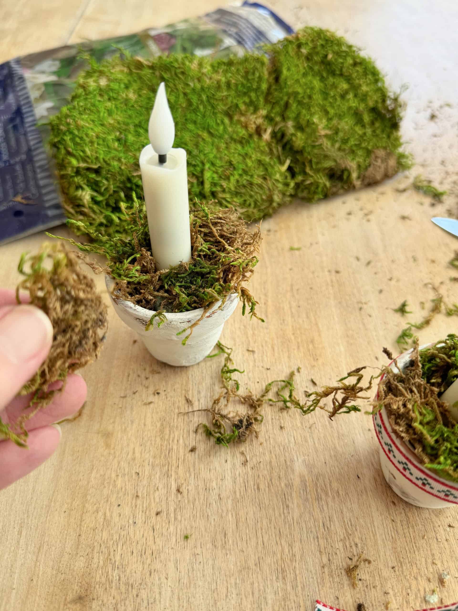 Sheet moss around a candle.