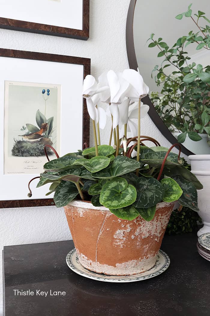 Terra cotta pot with cyclamen. Floral Spring Vignette For Buffet Or Sideboard.