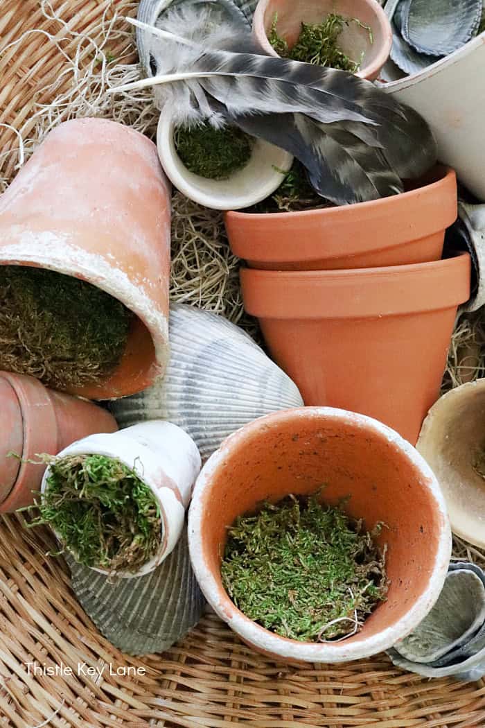 Moss inside flower pots.