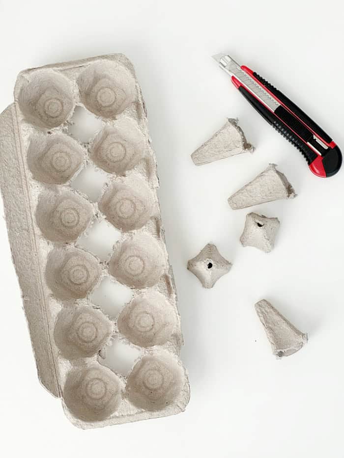 Egg carton and cutter used for project.