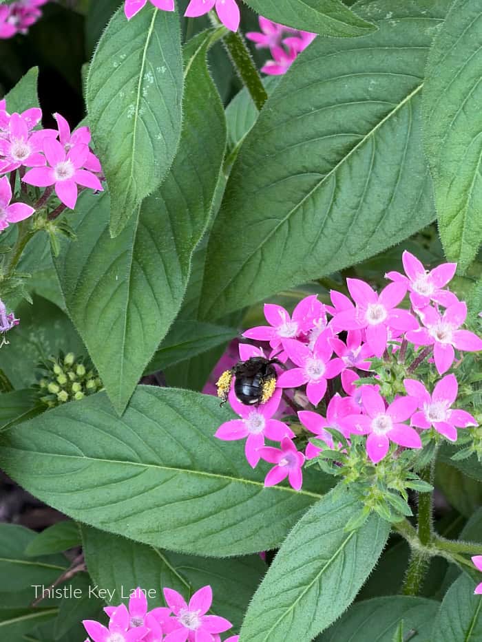 Solitary bee on flower blooms.