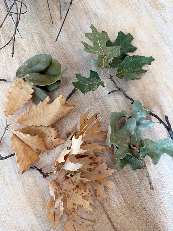 Oak leaves attached to stems. Foraged Leaf Wreath DIY.