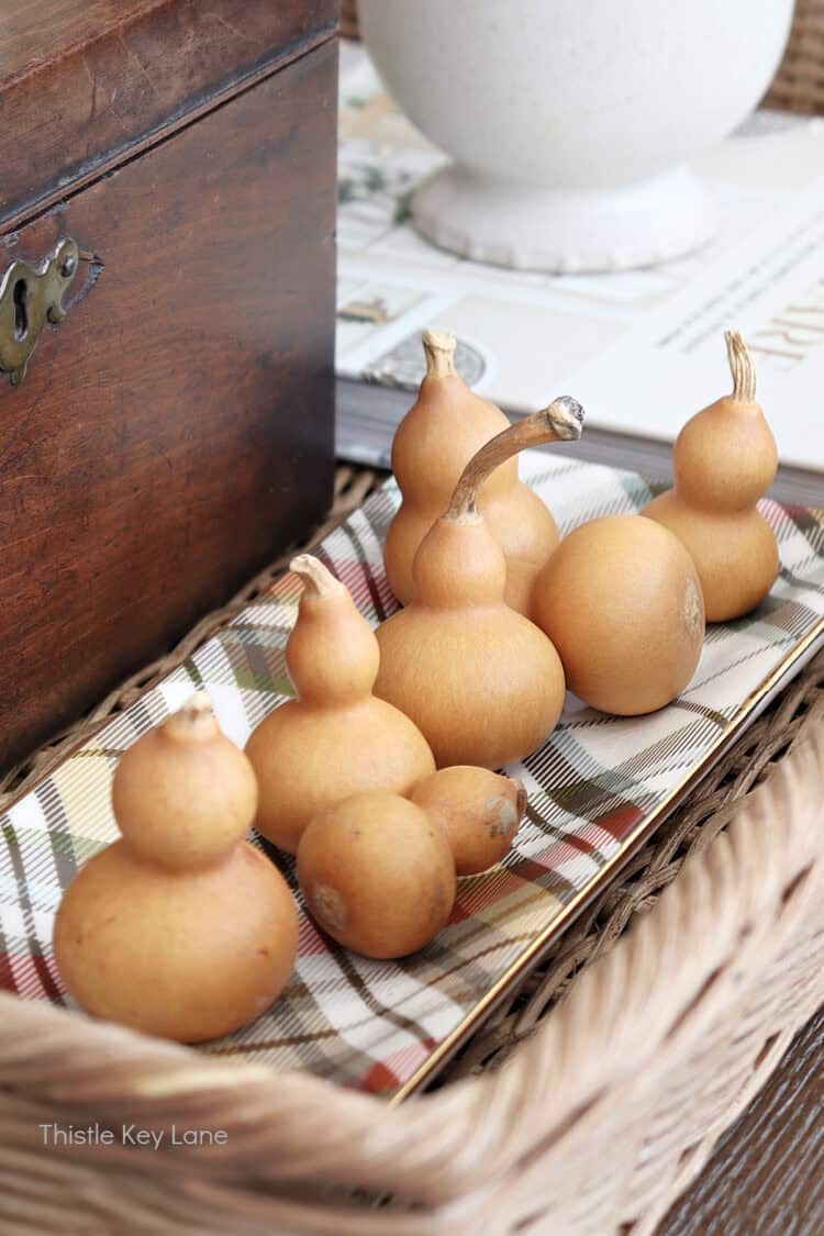 Mini gourds on a plaid tray.