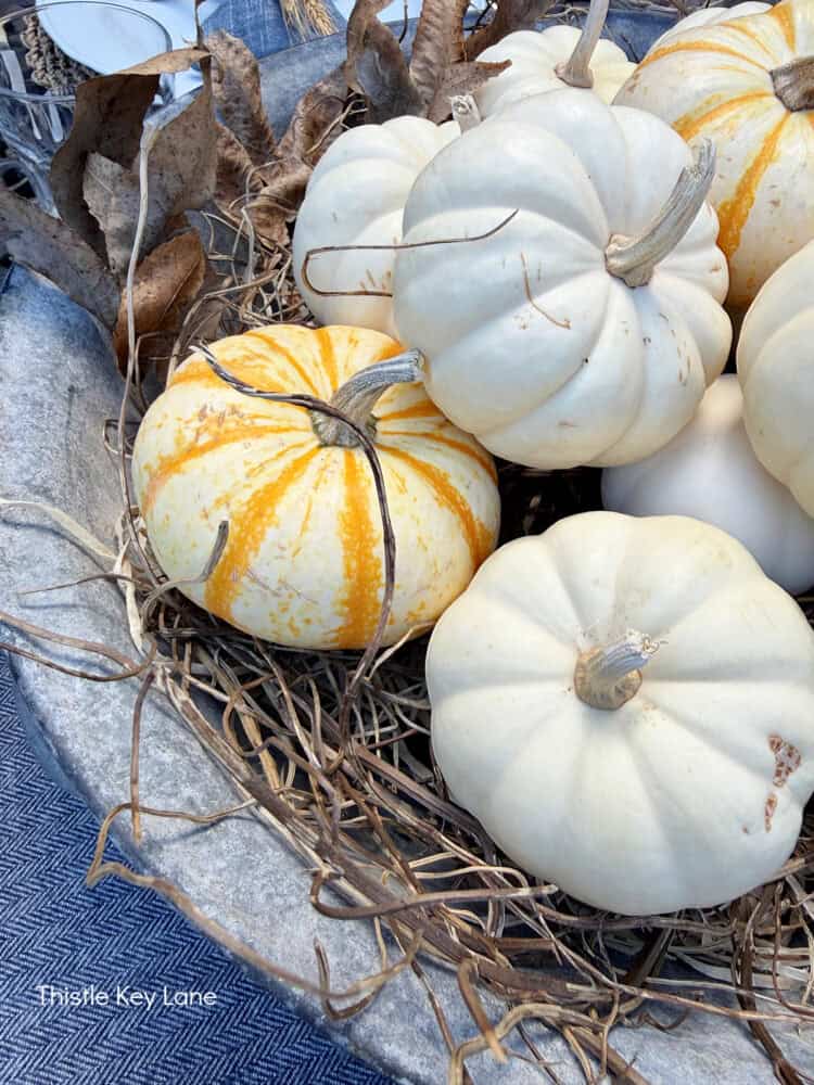 White and yellow striped pumpkins in a vintage tub.